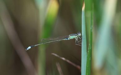 Ischnura senegalensis (Rambur, 1842) 青紋細蟌