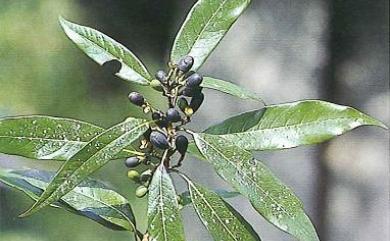 Litsea acuminata 長葉木薑子