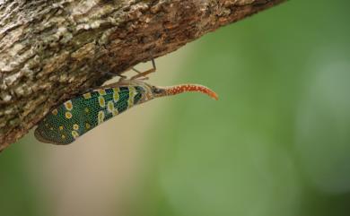 Pyrops candelaria (Linnaeus, 1758) 龍眼雞