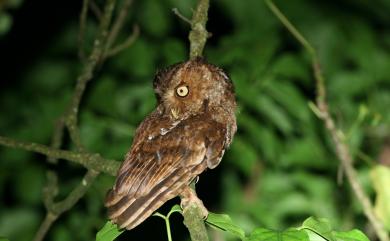 Otus spilocephalus hambroecki (Swinhoe, 1870) 黃嘴角鴞