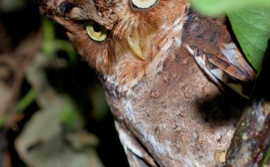 Otus spilocephalus hambroecki (Swinhoe, 1870) 黃嘴角鴞