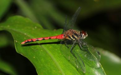 Sympetrum nantouensis Tang, Yeh & Chen, 2013 纖紅蜻蜓