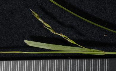 Carex finitima var. attenuata C.B.Clarke 長柱薹