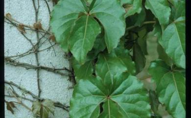 Parthenocissus dalzielii Gagnep. 地錦