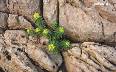 Euphorbia jolkini Boiss., 1860 岩大戟