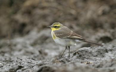 Motacilla tschutschensis taivana (Swinhoe, 1863) 東方黃鶺鴒