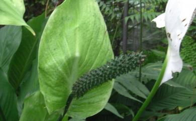 Spathiphyllum kochii 白鶴芋