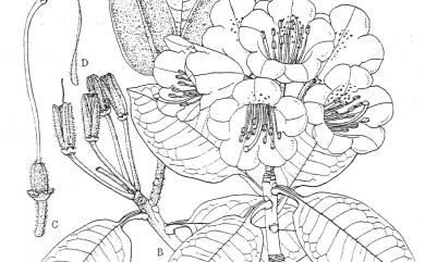 Rhododendron pseudochrysanthum Hayata 玉山杜鵑