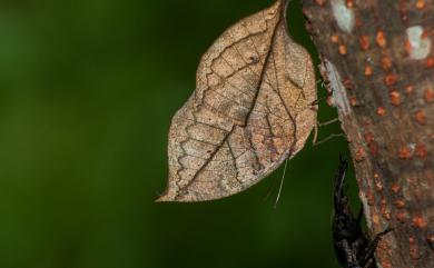 Kallima inachus formosana Fruhstorfer, 1913 枯葉蝶