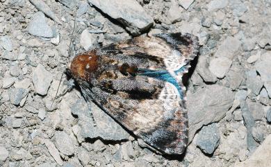 Disepholcia caerulea (Butler, 1889) 藍后夜蛾