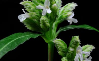 Lepidagathis formosensis C.B.Clarke ex Hayata 台灣鱗球花
