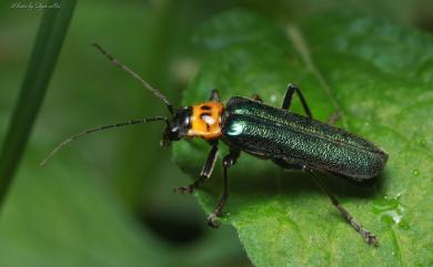 Lycocerus fainanus (Pic, 1910) 臺南琉璃異菊虎