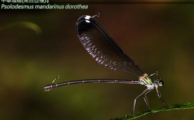 Psolodesmus mandarinus dorothea 中華珈蟌南台亞種