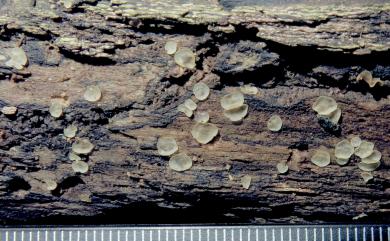 Orbilia auricolor (Bloxam ex Berk. & Broome) Sacc. 金色圓盤菌