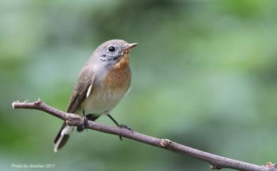 Ficedula parva (Bechstein, 1792) 紅胸鶲