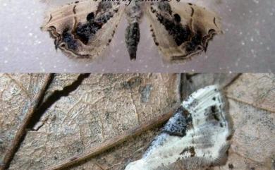 Oroplema plagifera (Butler, 1881) 黑斑雙尾蛾