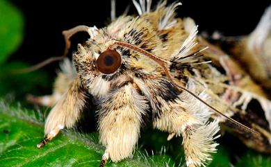 Callopistria phaeogona (Hampson, 1908) 暗角散紋夜蛾