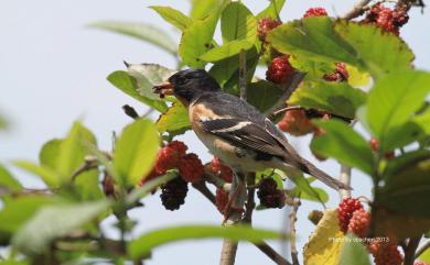 Fringilla montifringilla Linnaeus, 1758 花雀