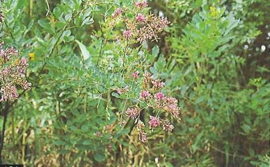 Lespedeza thunbergii subsp. formosa 毛胡枝子