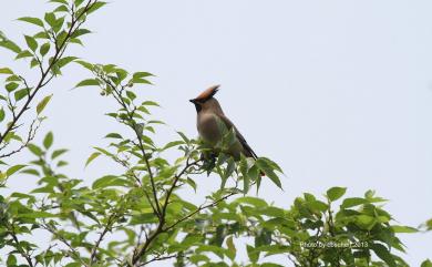 Bombycilla japonica (Siebold, 1824) 朱連雀