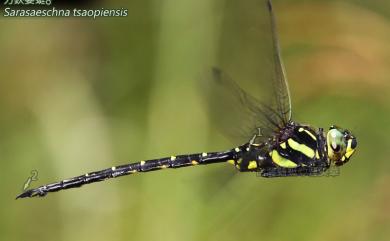 Sarasaeschna tsaopiensis (Yeh & Chen, 2000) 刃鋏晏蜓