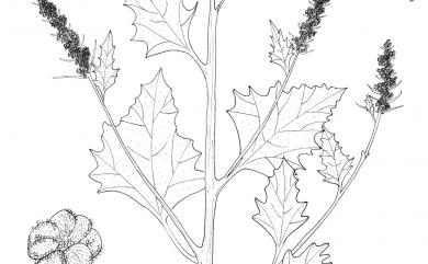 Chenopodium serotinum L. 小葉藜