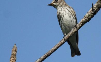 Muscicapa dauurica Pallas, 1811 寬嘴鶲