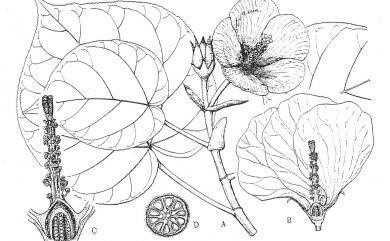 Hibiscus tiliaceus L. 黃槿