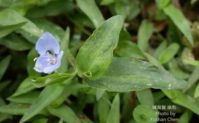 Commelina diffusa 竹仔菜