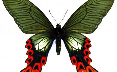 Papilio maraho Shiraki & Sonan, 1934 臺灣寬尾鳳蝶