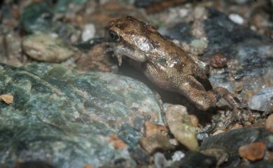 Bufo bankorensis Barbour, 1908 盤古蟾蜍