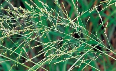 Panicum maximum 大黍