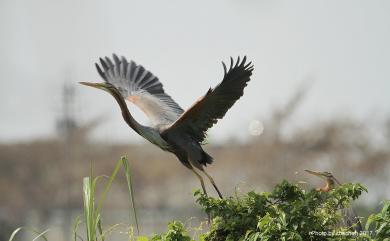 Ardea purpurea manilensis 紫鷺