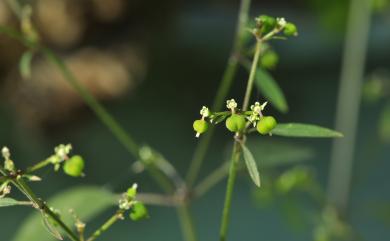 Euphorbia graminea Jacq. 禾葉大戟