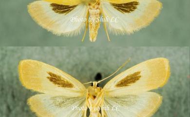 Notata parva Hampson, 1891 後褐斑苔蛾