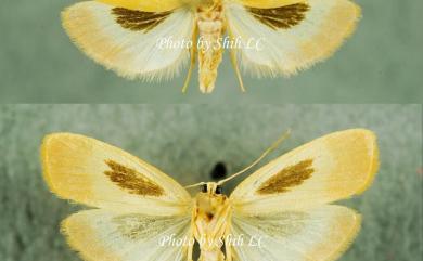 Notata parva Hampson, 1891 後褐斑苔蛾