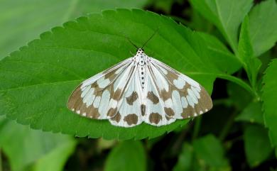 Nyctemera adversata (Schaller, 1788) 粉蝶燈蛾