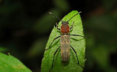 Xylotrechus rufonotatus Gressitt, 1936 紅紋虎天牛