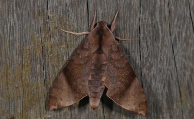 Acosmeryx formosana (Matsumura, 1927) 臺灣缺角天蛾