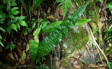 Neolepisorus ensatus (Thunb.) Ching 盾蕨