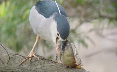 Nycticorax nycticorax nycticorax (Linnaeus, 1758) 夜鷺