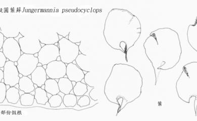 Solenostoma pseudocyclops (Inoue) Váňa & D.G.Long 擬圓葉蘚