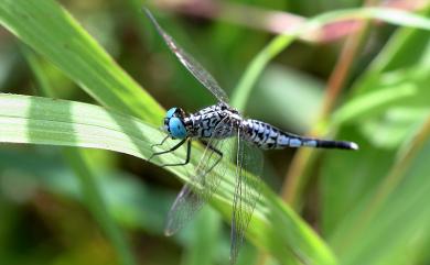 Acisoma panorpoides panorpoides Rambur, 1842 粗腰蜻蜓