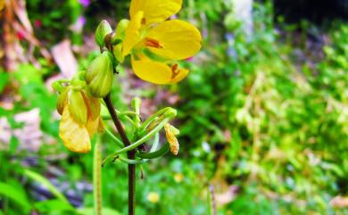 Senna occidentalis (L.) Link 望江南