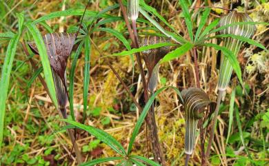 Arisaema consanguineum Schott 長行天南星