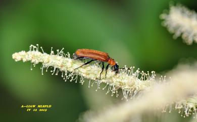 Prionocerus bicolor Redtenbacher, 1868 二色細花螢