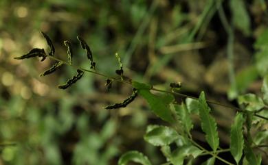 Bolbitis scalpturata (Fée) Ching 紅柄實蕨