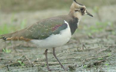 Vanellus vanellus (Linnaeus, 1758) 小辮鴴