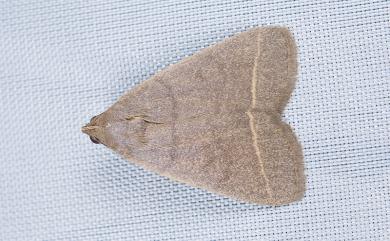 Simplicia cornicalis (Fabricius, 1794) 小貧裳蛾