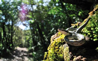 Gonyosoma frenatus (Gray, 1853) 灰腹綠錦蛇